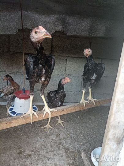 О Шамо 3 мес