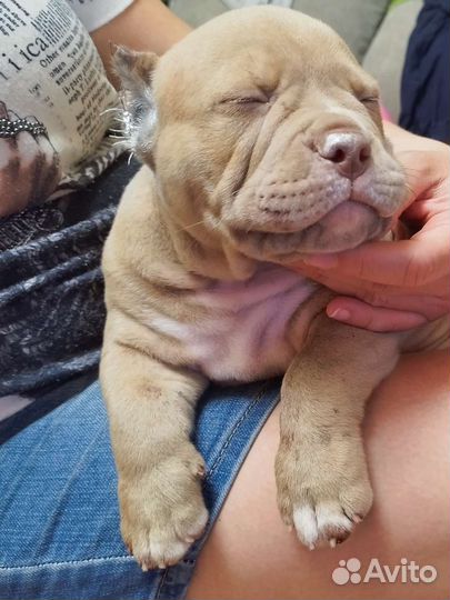 Щенки Американского Булли