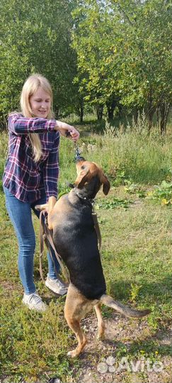 Собака в добрые руки