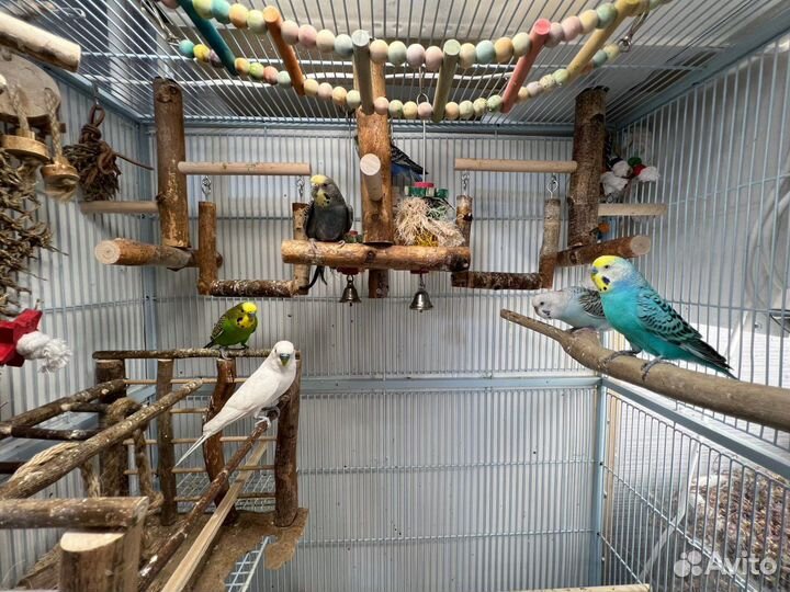 Клетка triol 5005, волнистые попугаи,корм,игрушки