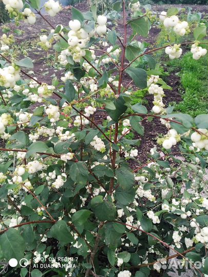 Георгины клубни