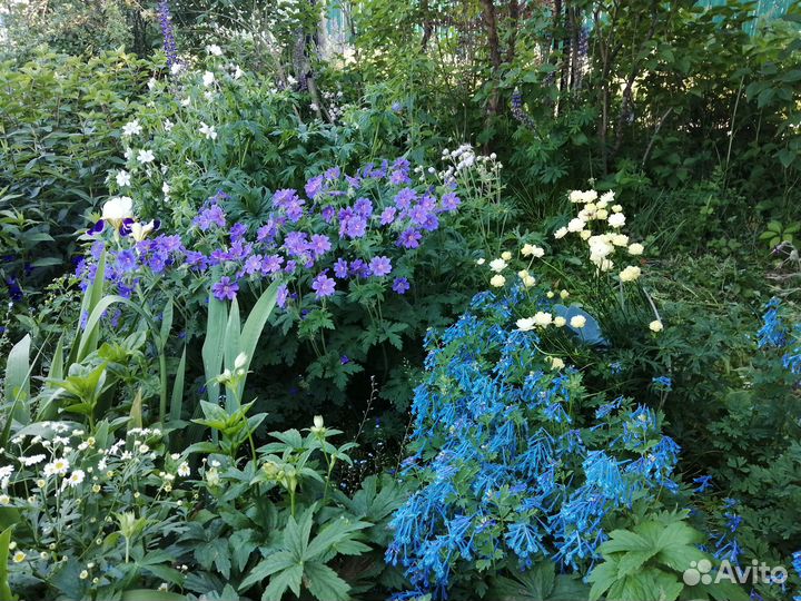 Многолетние, лилейники,монарды, хризант,ирис