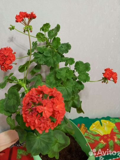 Плеаргония