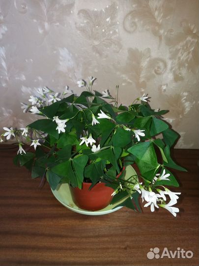 Цветы для дома