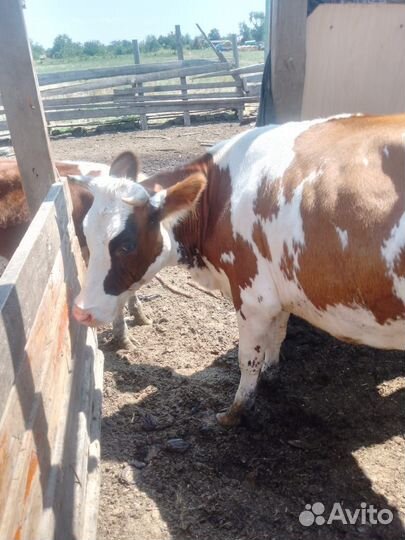 Телка стельная