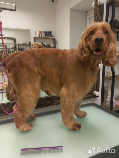 Груминг кокер спаниэлей