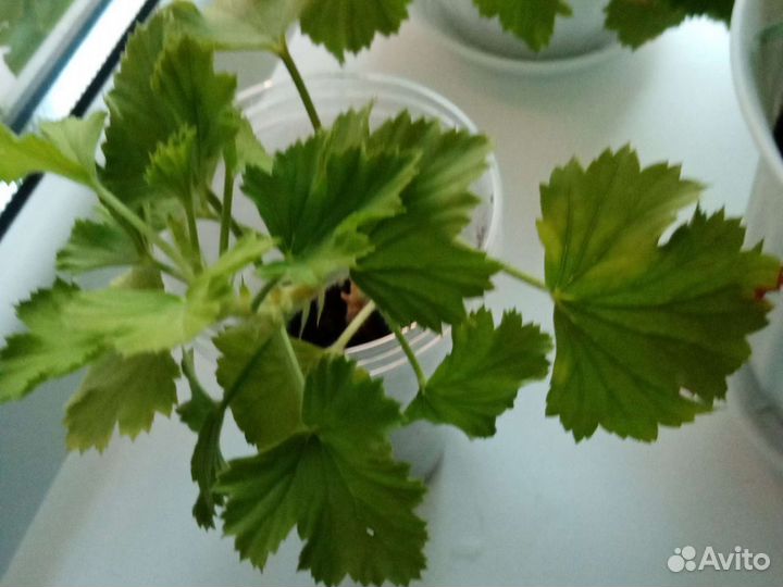 Герань пеларгония