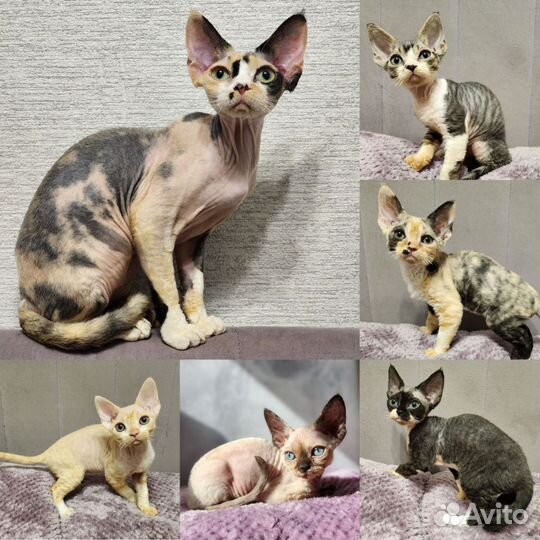 Котята девон-рекс