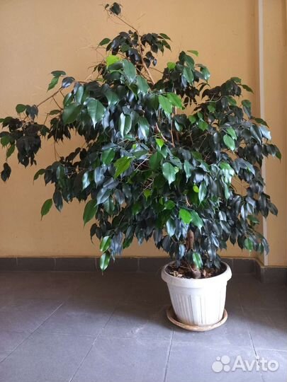 Фикус бенджамина большой