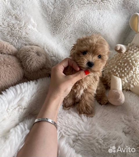 Щенки мальтипу