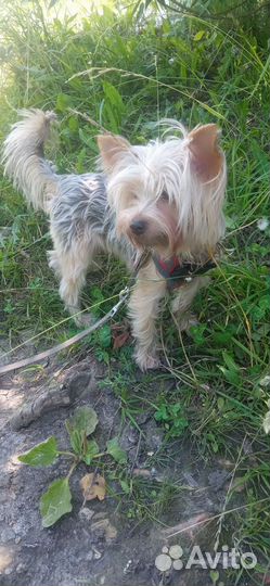 Йоркширский терьер