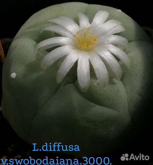 Кактусы и суккуленты