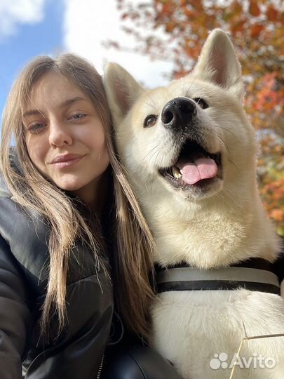 Акита ину вязка