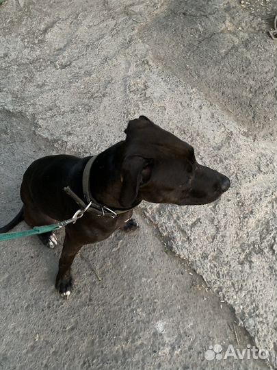 Питбультерьер