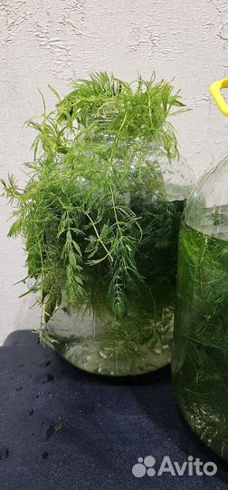 Роголистник в аквариум