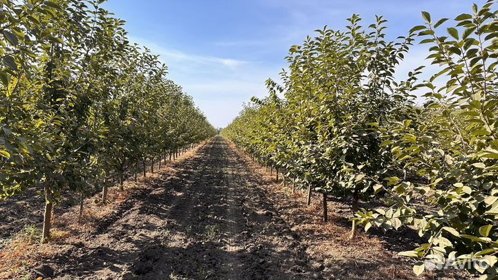 Ведущий агроном по защите растений в плодовый сад