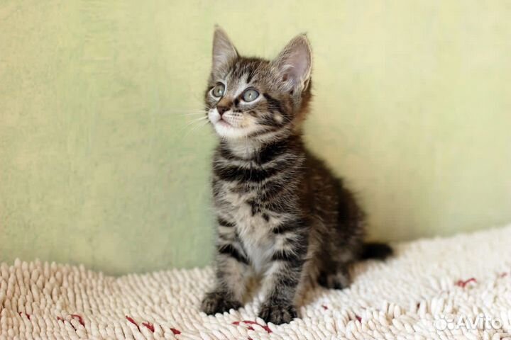 Котята малыши бесплатно в дар