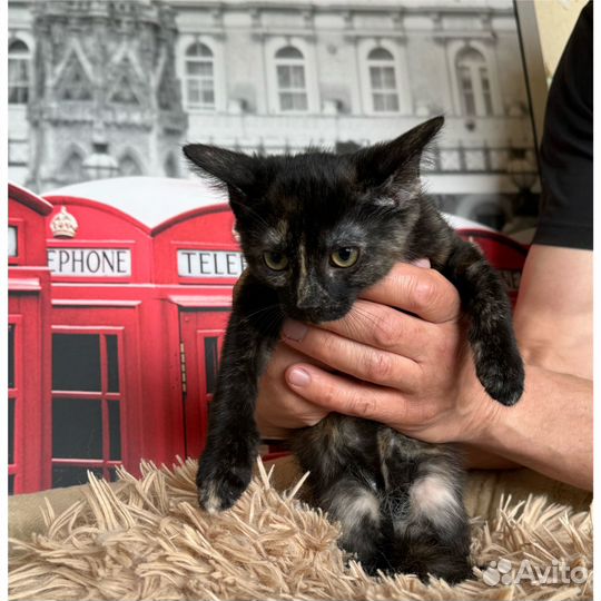 Котенок девочка