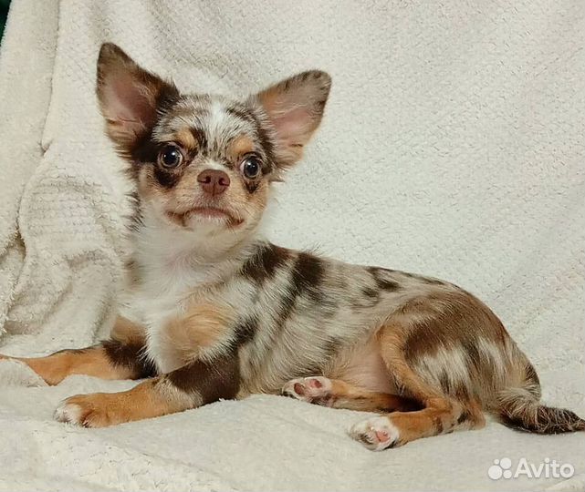 Девочка чихуахуа