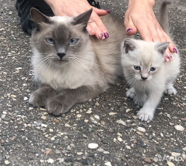 Кошки