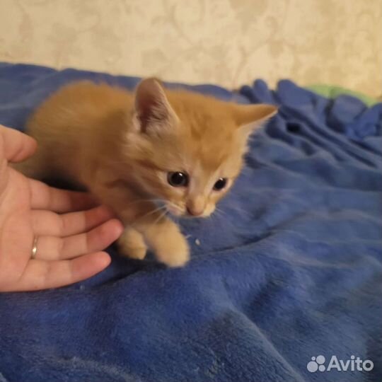 Котенок мальчик