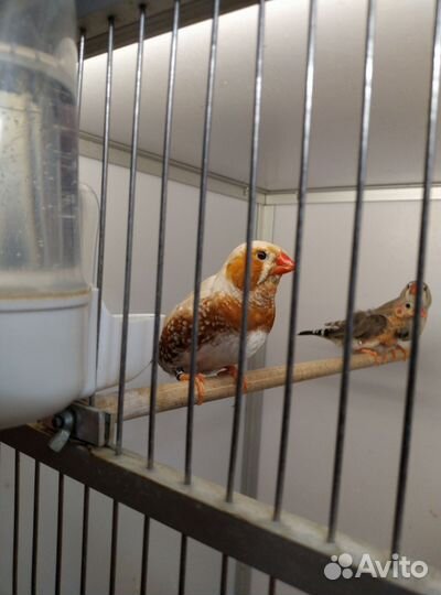 Зебровые амадины