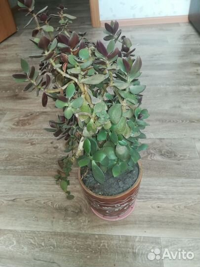 Комнатные растения цветы