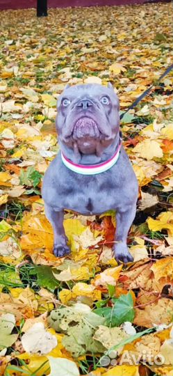 Франзуский бульдог лиловый вязка