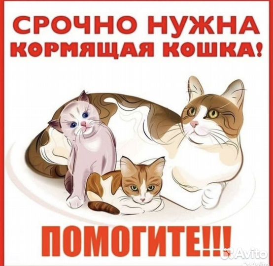 Нужна кормящая кошка для котенка