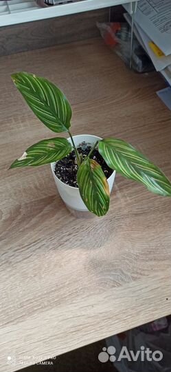 Маранта, Хойя, калатея