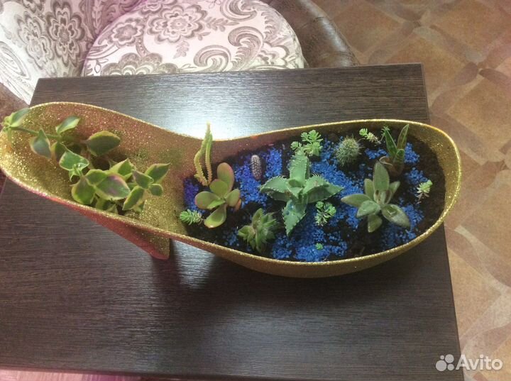 Композиция из кактусов(суккулентов) и др