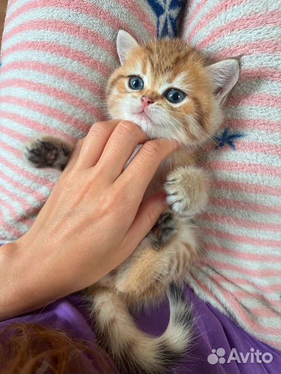 Британские котята золотая шиншилла