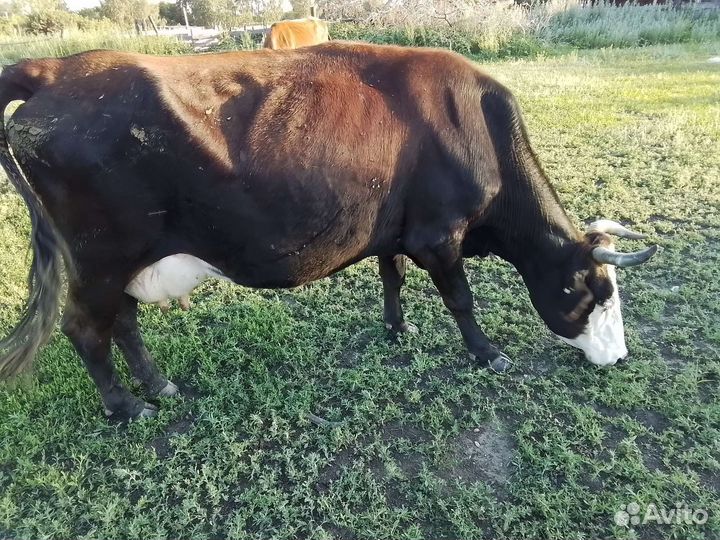 Продам коров