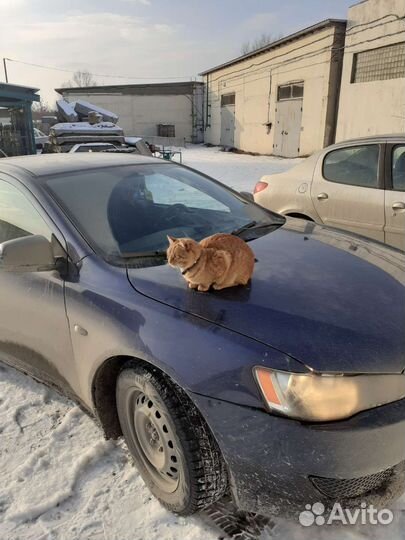 Кот рыжий потерялся