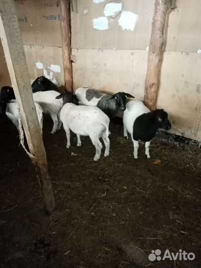 Бараны дорпер