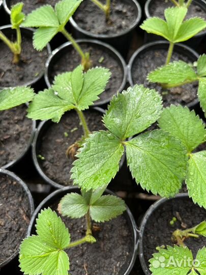 Саженцы клубники