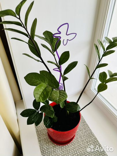 Замиокулькас