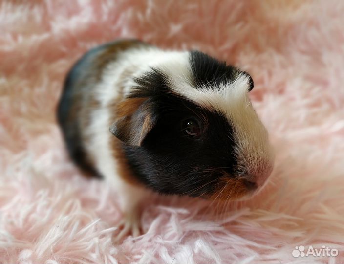 Морские свинки. Корм, стружка