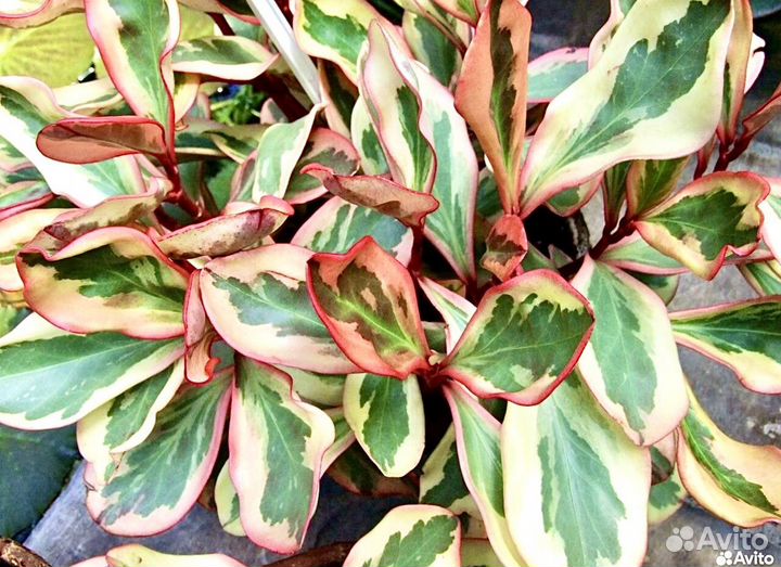 Пеперомия Джелли