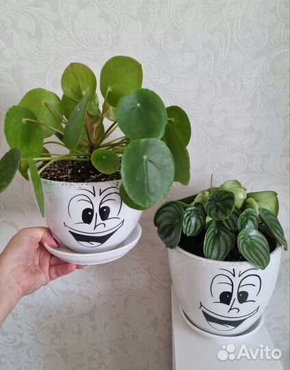 Комнатные цветы