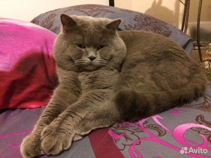 Британский кот вязка