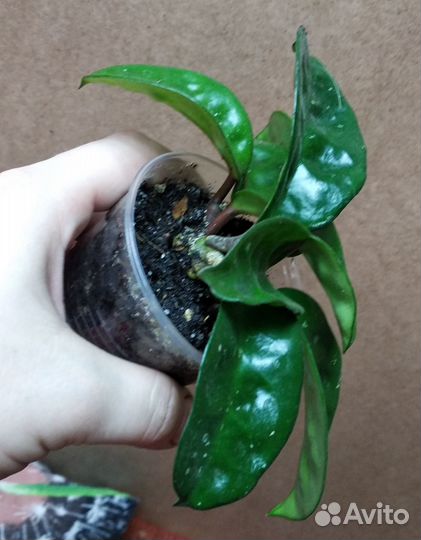 Хойи Обовата, Виллоза, Керри и др. Хавортия Обтуза