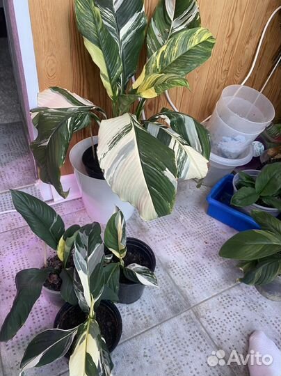 Спатифиллум Сенсация sunny с белым и желтым варом