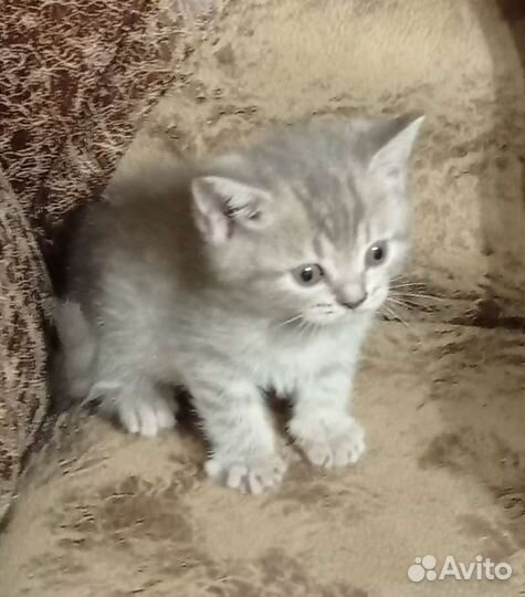 Мама котят шотландка