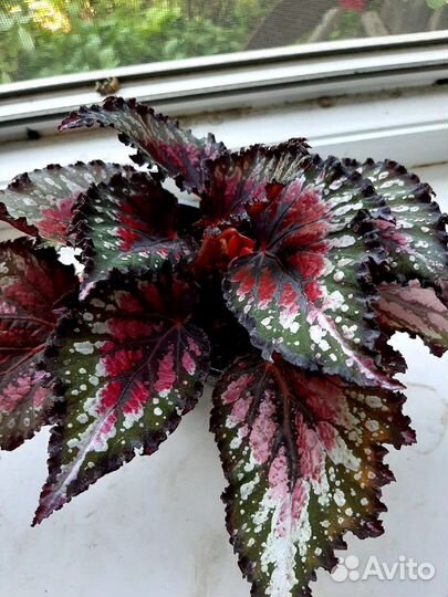 Королевская Бегония