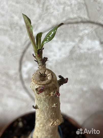 Адениум привитый