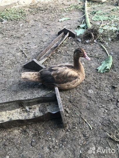 Индоутки на племя