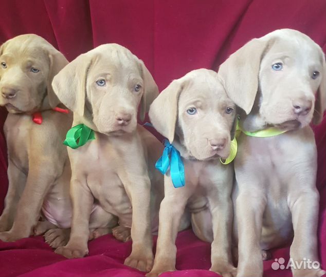 Щенки веймаранера