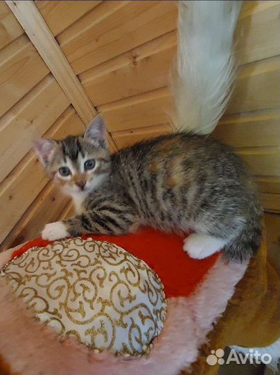 Два коненка-девочки 1.5 мес. бесплатно