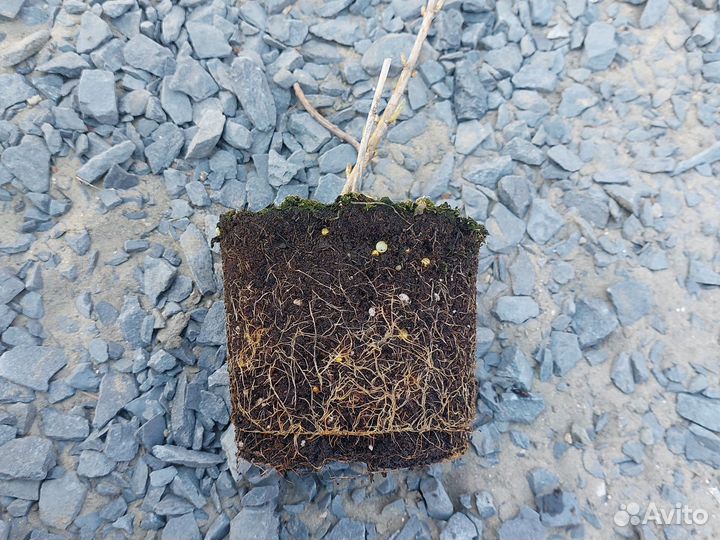 Гортензия древовидная